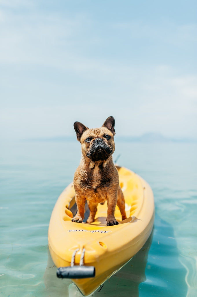 🌸 SPRING AND ☀️ SUMMER PET CARE: A COMPREHENSIVE GUIDE TO KEEP YOUR FURRY FRIEND HEALTHY AND HAPPY!!